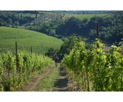 Biodinamic Vinayard and Olive grove in Italy