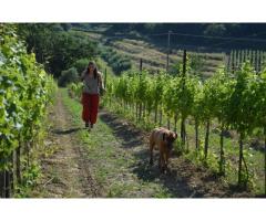 Biodinamic Vinayard and Olive grove in Italy