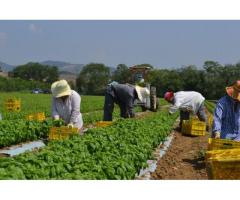 Organic Farm La Selva in Orbetello