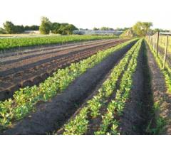 Community supported agriculture