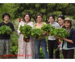 Volunteer at an organic yoga farm in Concepcion, Chile