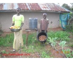 COME VOLUNTEER IN OUR INTERGRATED ORGANIC FARM