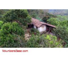 Boca de Lobo: working on a Coffee farm