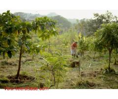 Help out at an Eco-village with organic farm, yoga wellness retreat center, carpentry workshop in Ta