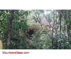 Camping in the jungle and help just 2 hours to build sustainable housing and natural agriculture