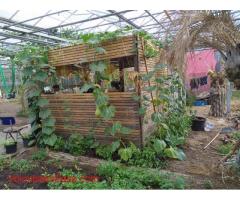 Permaculture Greenhouse and Bio-Arts Project hosting volunteers