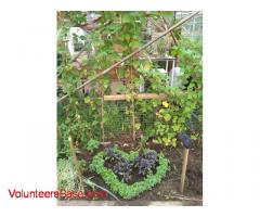 Permaculture Greenhouse and Bio-Arts Project hosting volunteers