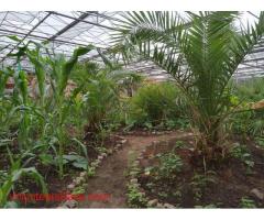 Permaculture Greenhouse and Bio-Arts Project hosting volunteers