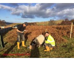 Help needed on Scottish highland croft