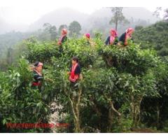Hill Tribe Experience in Ancestral village Ha Giang