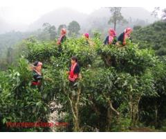 Hill Tribe Experience in Ancestral village Ha Giang