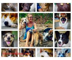 Help needed at Animal Sanctuary in Koh Samui Thailand
