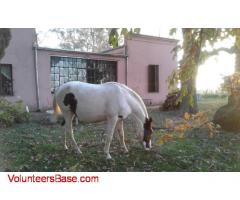 beautiful farm 260 km from buenos aires