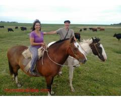 beautiful farm 260 km from buenos aires