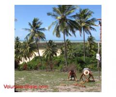 Volunteer on our organic coconut farm near Aracaju, Brazil