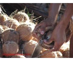 Volunteer on our organic coconut farm near Aracaju, Brazil