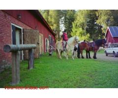 We are a small horse ranch in the forest near Falköping, Sweden looking for volunteers.
