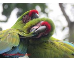 Wildlife Care & Environmental Education in Ecuador