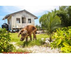 Volunteer Caretaker Assistance on private Caribbean Island of Belize needed