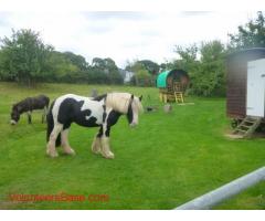 Help needed on busy smallholding