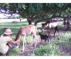 help at the ranch: cattle, horses and child