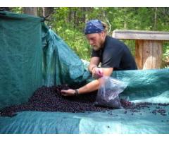 Self sufficient farm next to the Kootenii River