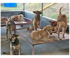 Dogs mountain Animal Sanctuary