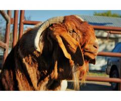 Outdoor help needed on Boer goat / Alpaca farm in Soap Lake, Washington
