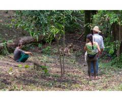 Learn how to prepare ancestral medicine in Colombia