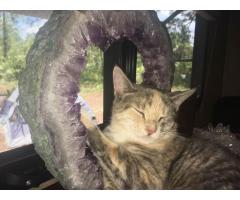 HOMESTEAD NEED  HELP PRAYING, TAKING CARE OF ANIMALS GROWING FOOD AND GENERAL UPKEEP OF THE PROPERTY