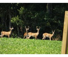 Help with our Lowcountry permaculture property and organic garden