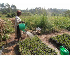 Conservation Volunteering Project Uganda