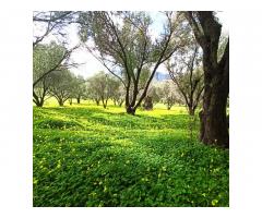 Holivia -olive farm revitalization project near Izmir