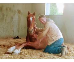 Private Horse Stable at a Castle looking for help