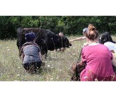 Help needed to develop spiritual / eco farm project in the French Pyrenees.