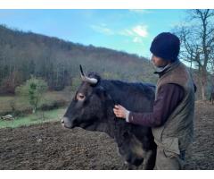 Help needed to develop spiritual / eco farm project in the French Pyrenees.