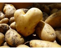 Potato lovers required to help in our Potato Hotel (north Germany)