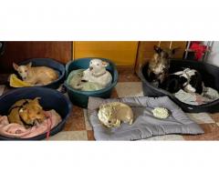 Help needed at our busy dog refuge