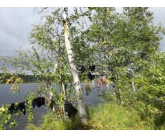 Farmwork in Finnish Lapland