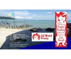 Help Cat Beach help rescued cats in beautiful Penang, Malaysia