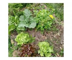 Forest gardening, eco-building and permaculture at a co-housing project in Tenerife, Spain