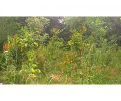 Forest gardening, eco-building and permaculture at a co-housing project in Tenerife, Spain