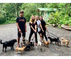 Helps in rescue center of dogs and cats in the forest of Costa Rica