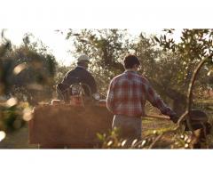 Volunteering at the  Farm Arbonès (South Catalonia, Spain)