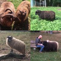 Come help on a sheep farm in Vermont!