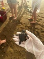 Help us in our environmental project to protect sea turtles in Bahía Drake, Costa Rica
