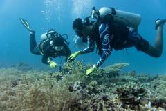 Marine Ecology Program Internship
