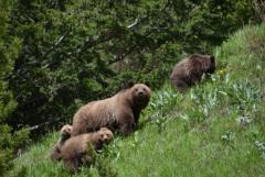 Wildlife Conservation Volunteer