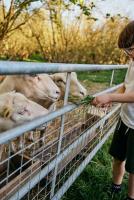 Help on our Eco Farm Camp on the beautiful island of Langeland in Denmark