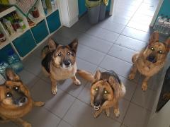 Breathtaking nature, peace and freedom, helping at an animal shelter in Storkow, Germany